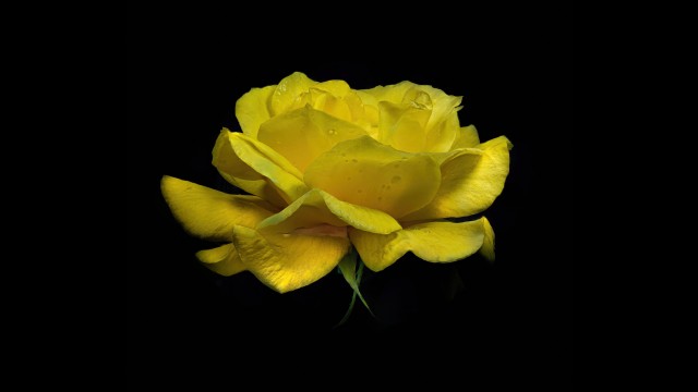 Yellow Rose Yellow flower