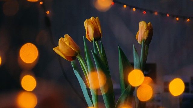 Yellow tulips Bokeh