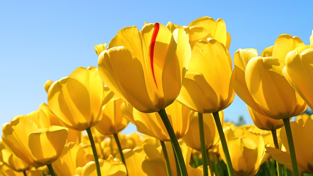 Yellow tulips Windows 7