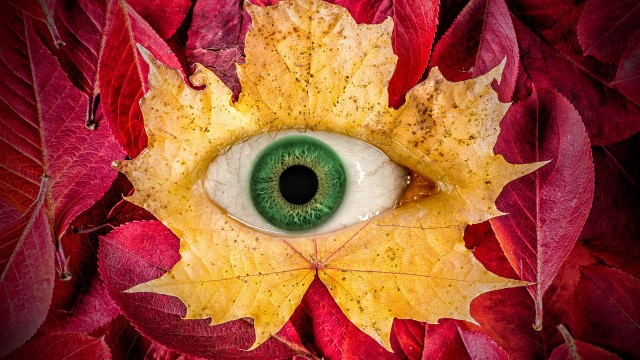 Autumn leaves Eye