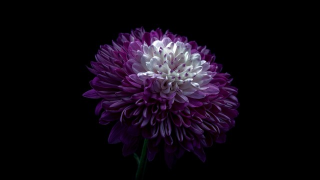 Chrysanthemum Purple Flower