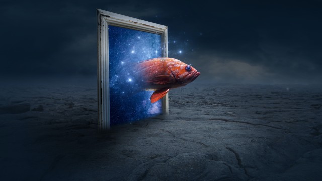 Orange Fish Photo Manipulation
